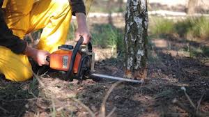 Best Commercial Tree Services  in Saratoga, CA